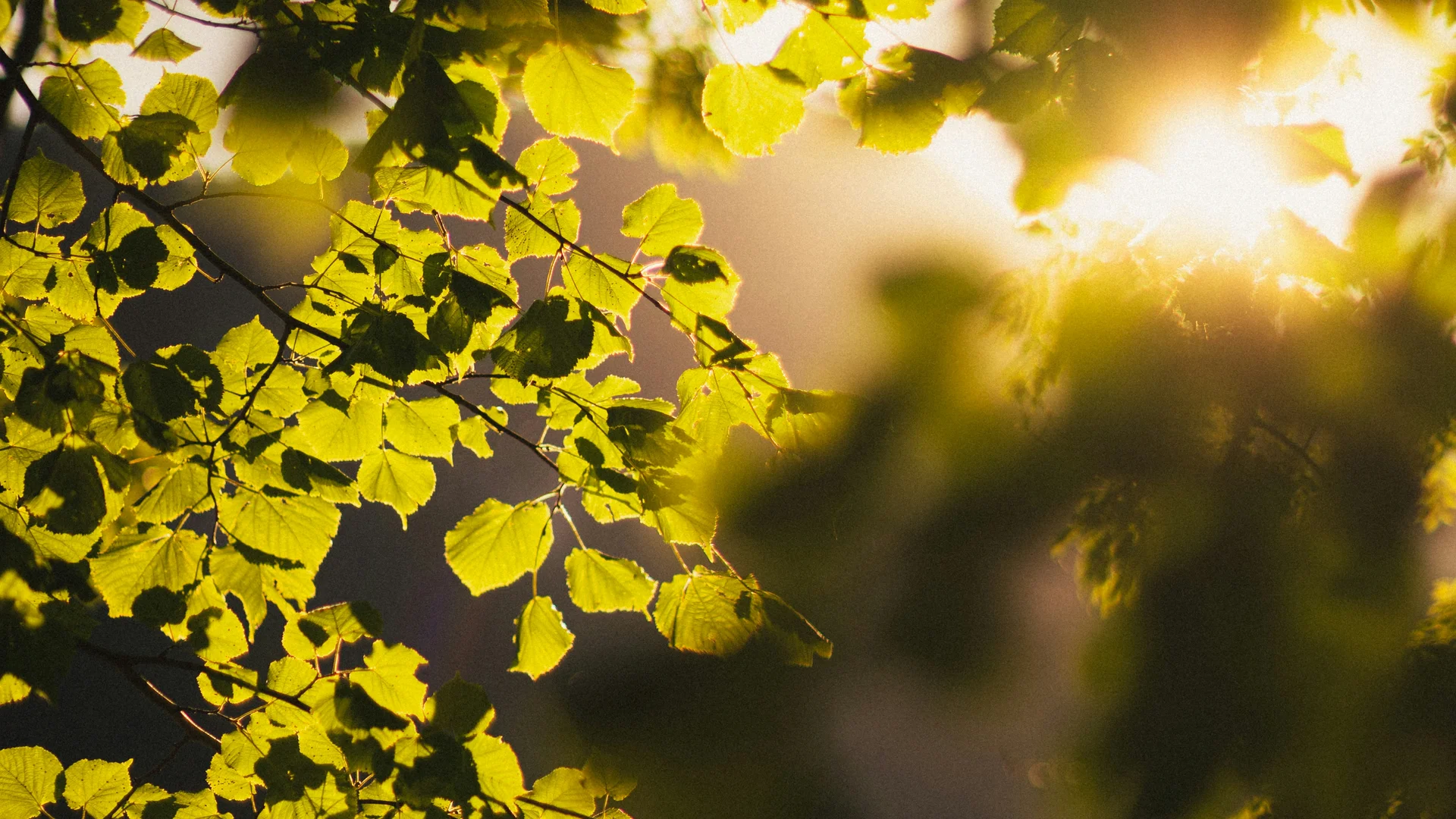 Grüne Blätter eines Baumes, beleuchtet von Sonnenlicht