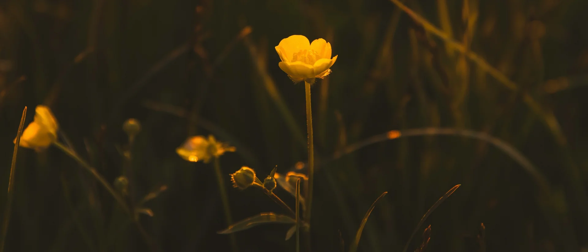 Hotel-Restaurant Löwen | Übernachten & Genießen in Süßen bei Göppingen Gelbe Blume im dunklen Gras bei warmem Licht